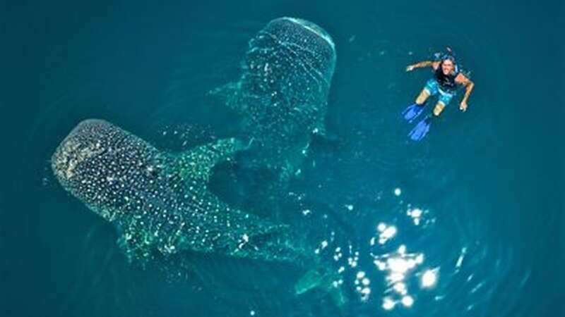 Simon Reeve was left with a scar after trying to swim with whale sharks - the largest fish in the Pacific Ocean (Image: BBC)