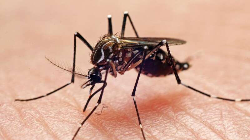 Dengue is spread via mosquitos (Image: Getty Images)