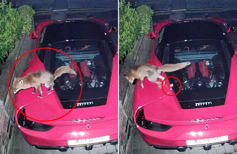 The owner of the Ferrari laughed off the fox