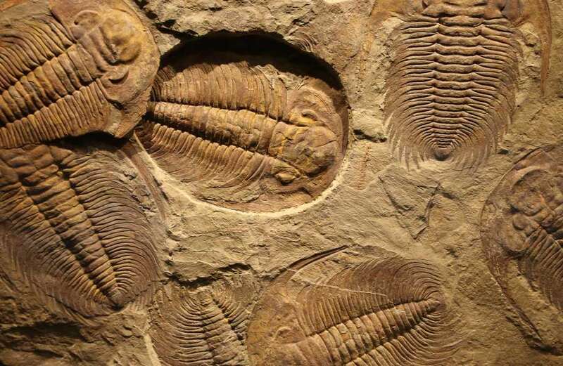 Tiny fossils helped the scientists crack the mystery