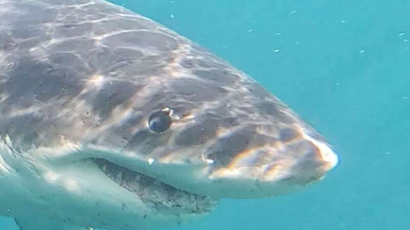 Huge great white shark attacks boat as terrifying moment caught on camera