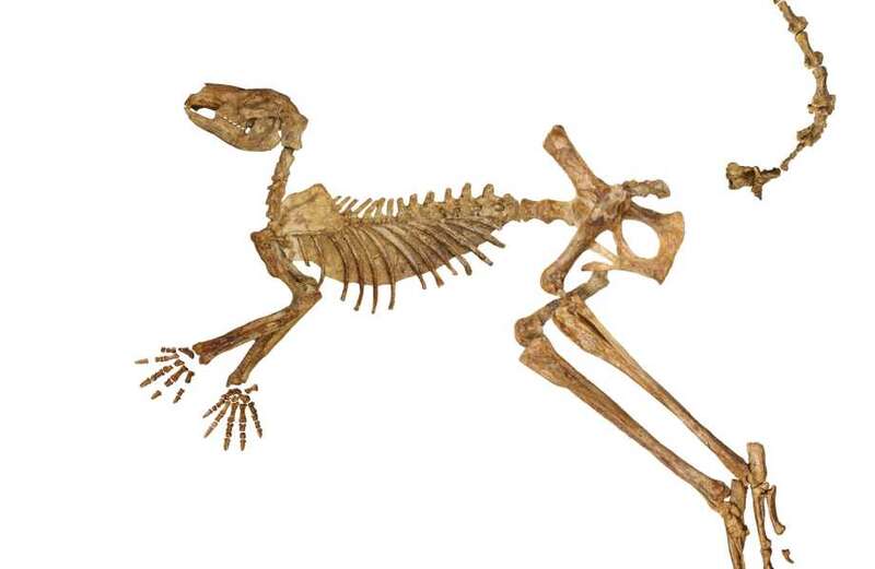 Two other ancient kangaroo species were also found