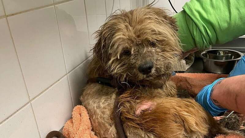 Oliver the dog during his groom (Image: Birmingham Dog