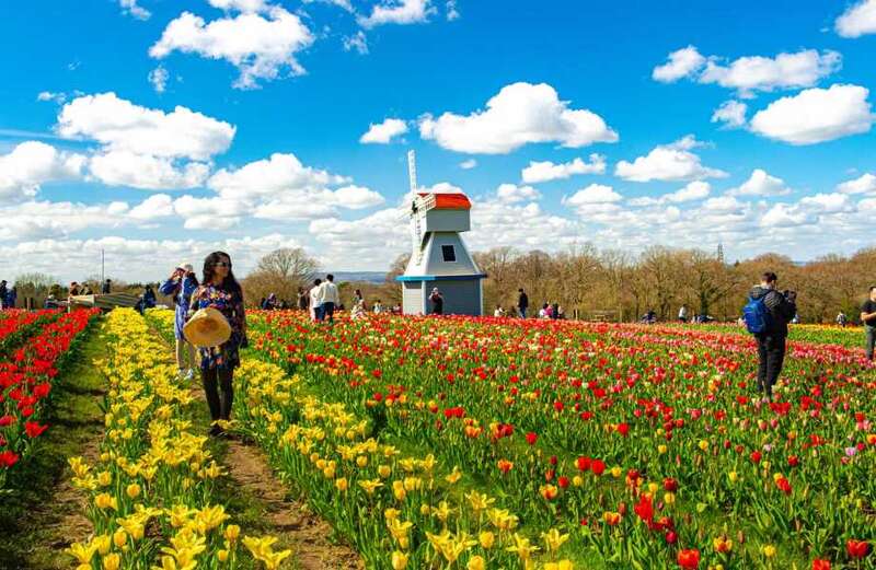 And three other flower fields to visit in the UK