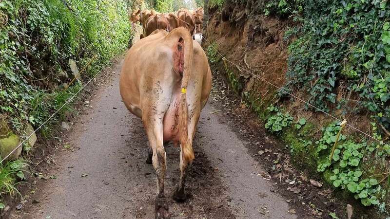 The herd of cows seen on the loose in Guernsey (Image: GSPCA/SWNS)