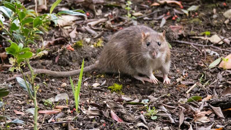 You can deter rats in a humane way (Stock Image) (Image: Getty Images/iStockphoto)