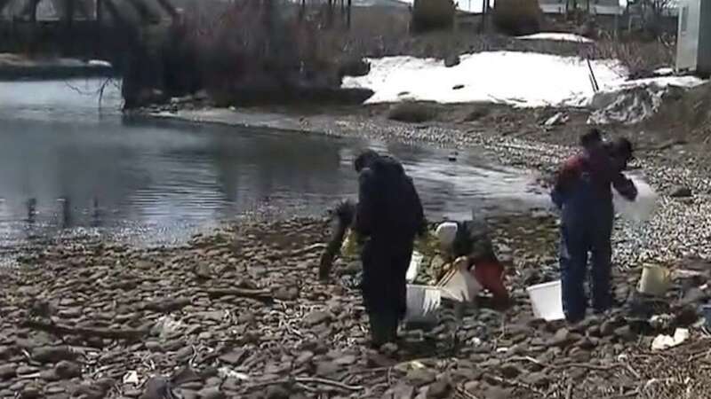 The rare sight prompted local fishermen to take advantage of the situation and catch bucketfuls of the epipelagic fish (Image: Jam Press)