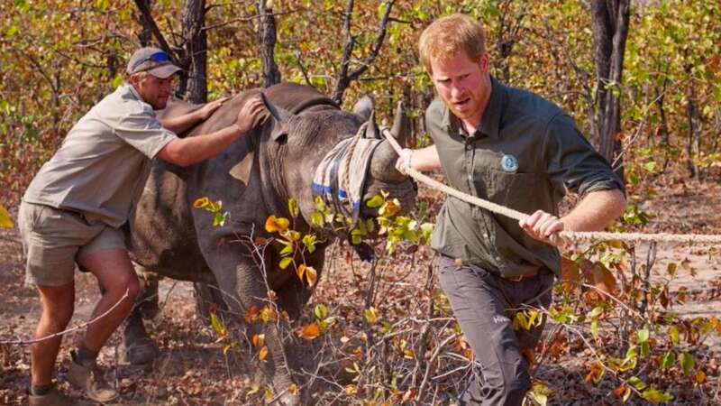 Prince Harry was promoted to the board of African Parks (Image: africanparks)