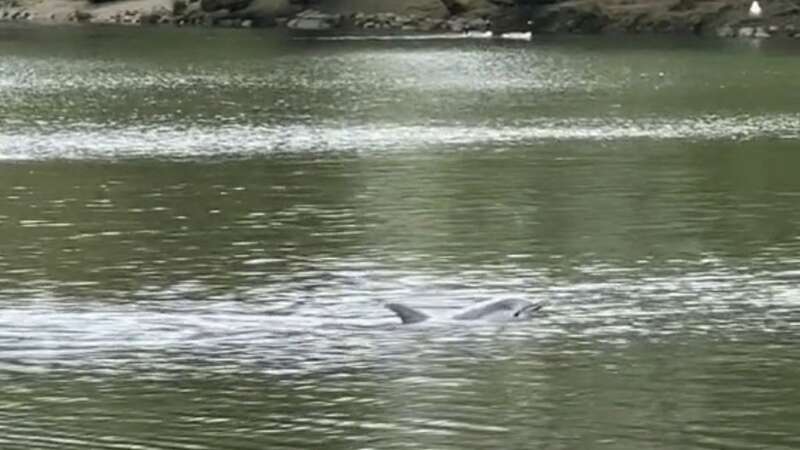 A group of dolphins were spotted bobbing along the Thames on Saturday (Image: tiktok.com/@polishcoupleinuk)