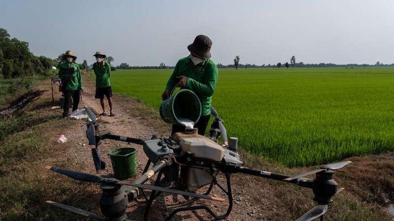 A worker loads fertilizer into a tank attached to a large drone, preparing to spray it over Vo Van Van