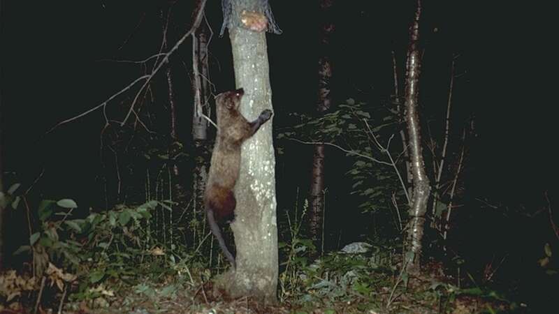 Fishers can climb trees and are considered predators (Image: ForestWander/WikiCommons)