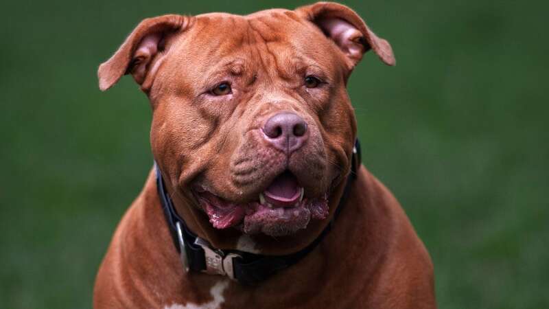 The Government added XL bullies to its list of banned dogs (Image: Getty Images)