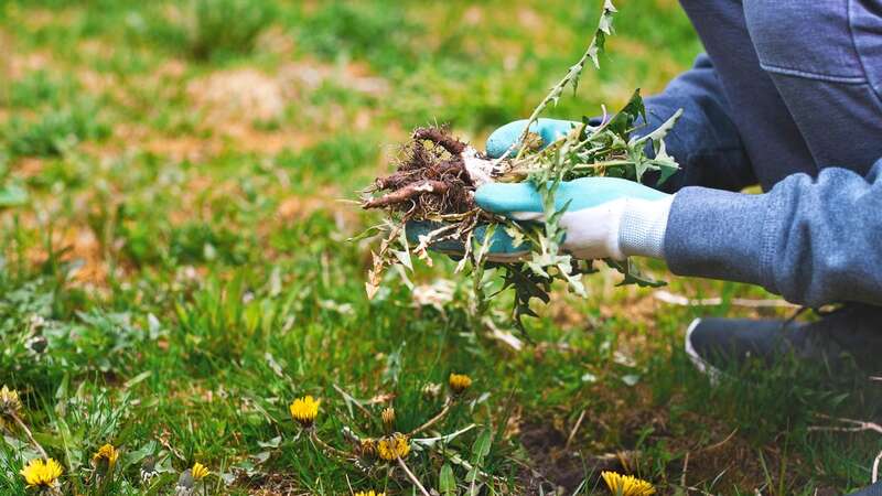 Three natural solutions to remove dandelions (Image: Getty Images/iStockphoto)