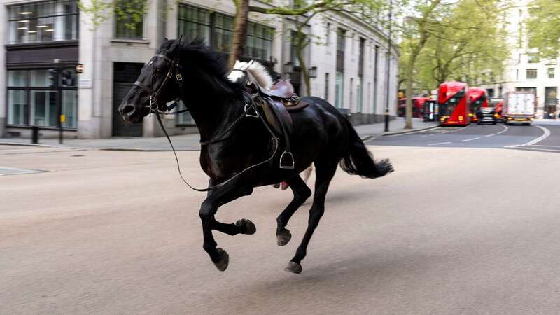 Horses that bolted through streets of London undergoing life-saving surgery