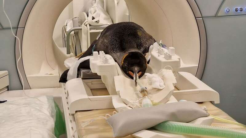 This poorly penguin was rushed to animal hospital in ice barrel (Image: Edinburgh Zoo)