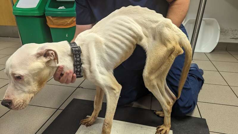 Images show transformation of Bulldog left so starved it couldn