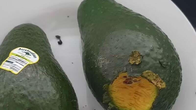 She noticed teeth marks in her avocado (Image: Pest Help Australia /Facebook)