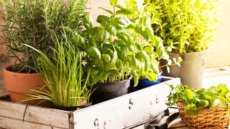 The clever trick will give you a "far bushier plant" with more leaves (Image: Getty Images)