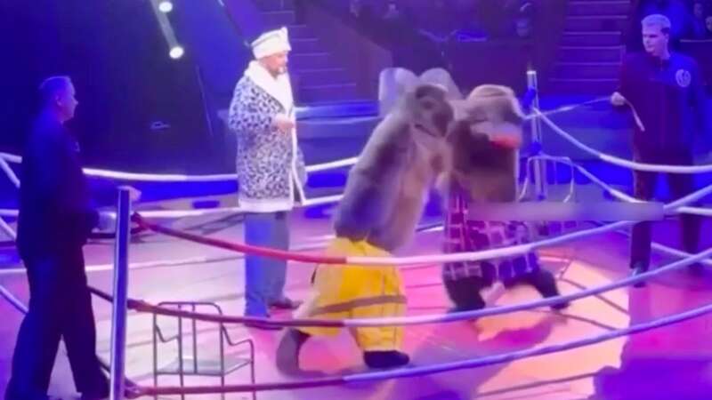 Images of bears being forced to fight in a Russian circus have sparked fury (Image: social media /east2west news)