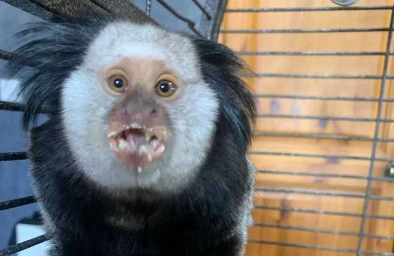 The primate, the size of a large cat, is native to South and Central America