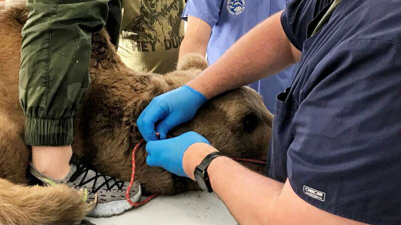 Misha, the brown bear, having dental surgery (Image: IAR/FPWC/SWNS)