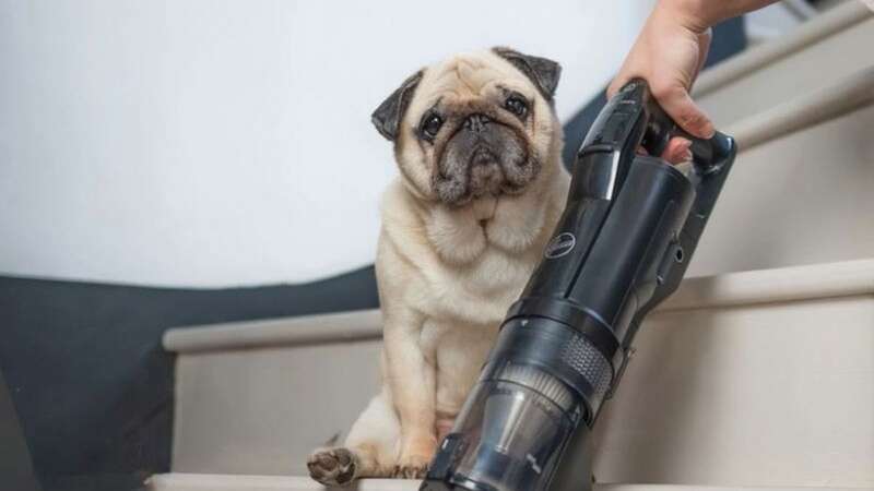 Find out which pet vacuum deals are worth snapping up today (Image: Hoover Direct)