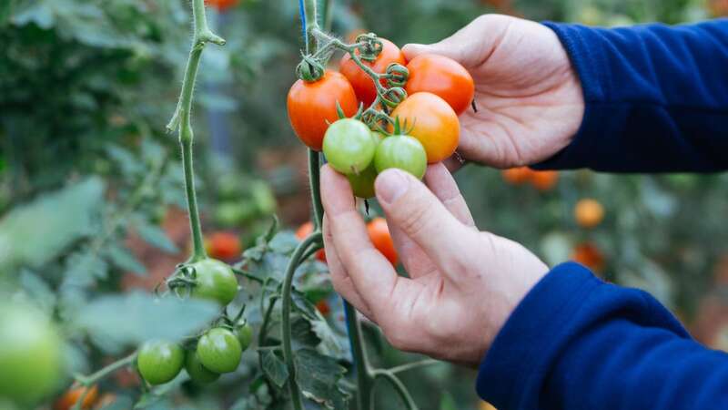 Be careful when you plant tomatoes outside (Image: Getty Images)