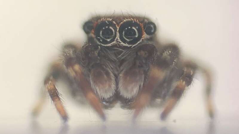 The new spider species has been discovered in Cornwall (Image: Finley Hutchinson / University / SWNS)