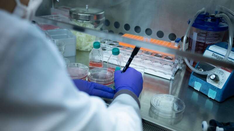 Cell lines are prepared in a laboratory [file image] (Image: AFP via Getty Images)