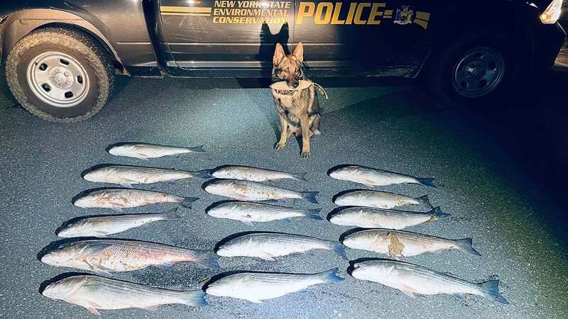 One smart hound found the illegal stash (Image: New York State Department of Environmental Conservation)