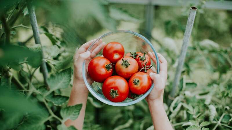 Temperature fluctuations and water changes can cause tomatoes to split (Image: Getty Images)