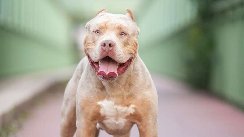 An image of an XL Bully dog (Image: Getty Images)