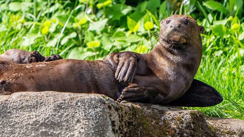 Three-year-old male giant otter, named Manú, that has arrived at Chester Zoo (Image: Chester Zoo/SWNS)