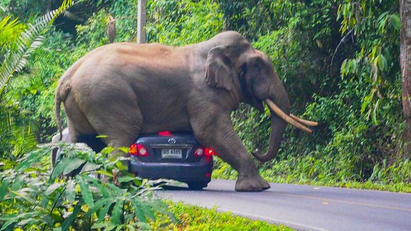 The rise in elephant attacks is linked to their captivity (Image: ViralPress / SWNS)