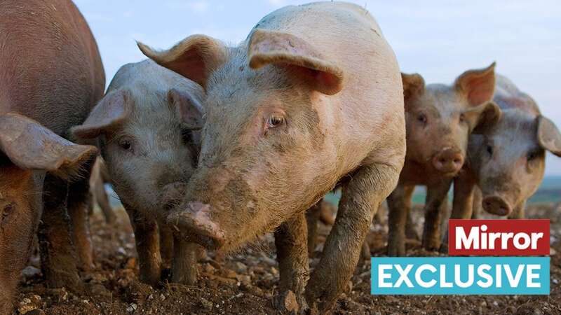 The number of pigs at the farm is said to have jumped from about 600 sows and piglets to around 7,000 (Image: Tim Graham/Getty Images)