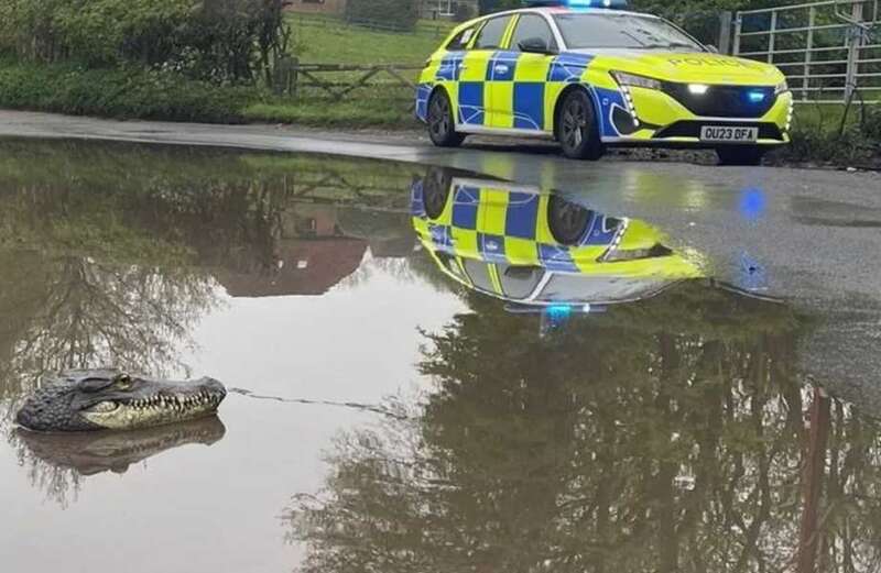 Snaps taken by the crocodile hunters of Thames Valley Police show the head peeking out of the water