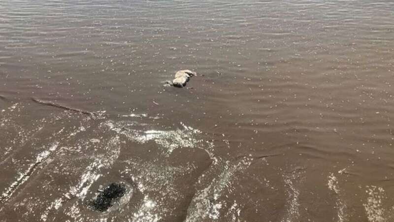 Passers-by stopped to stare at the animal that had washed up (Image: James Greer)