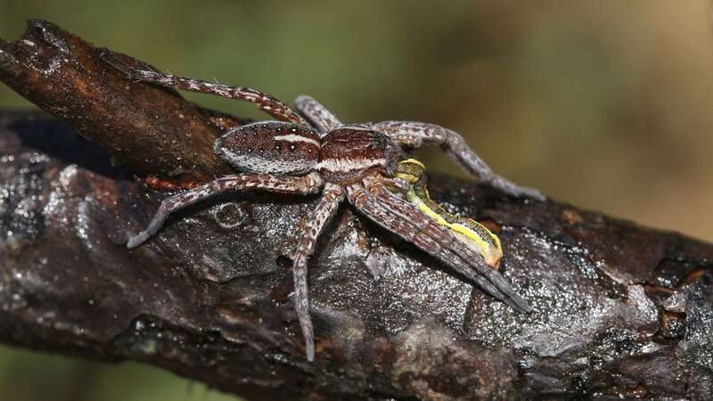 Fen raft spiders have been sighted in the UK again after fighting off extinction (file) (Image: Getty Images)