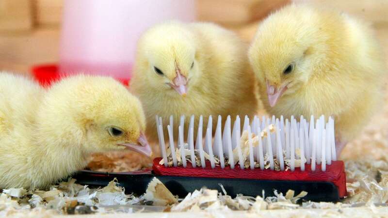 Activists and charities have branded the practice of hatching chicks in classrooms 