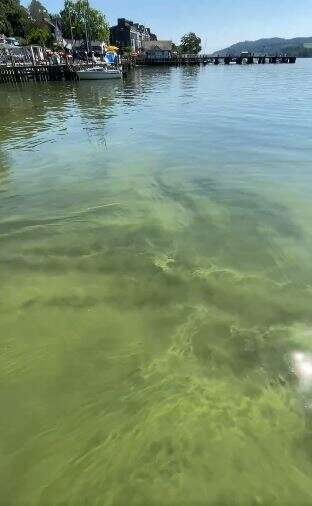 Nausea-inducing pictures show the scale of the problem, with a swirling green sludge of sewage and algae lapping on the lake