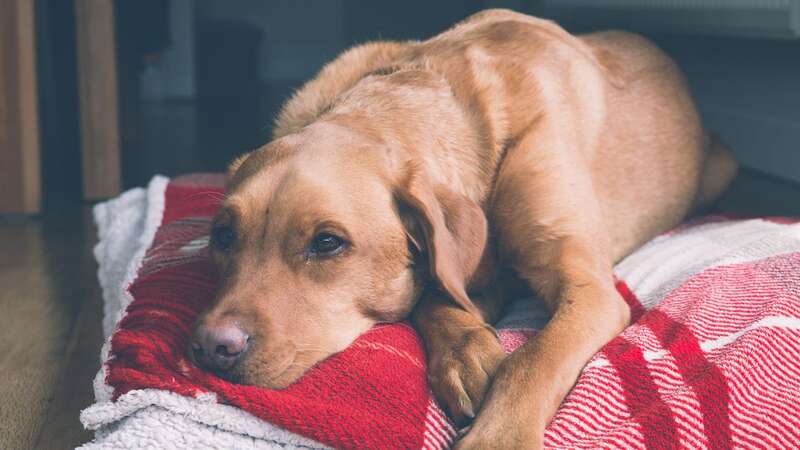 The truth has broken her heart (stock) (Image: Getty Images/EyeEm)