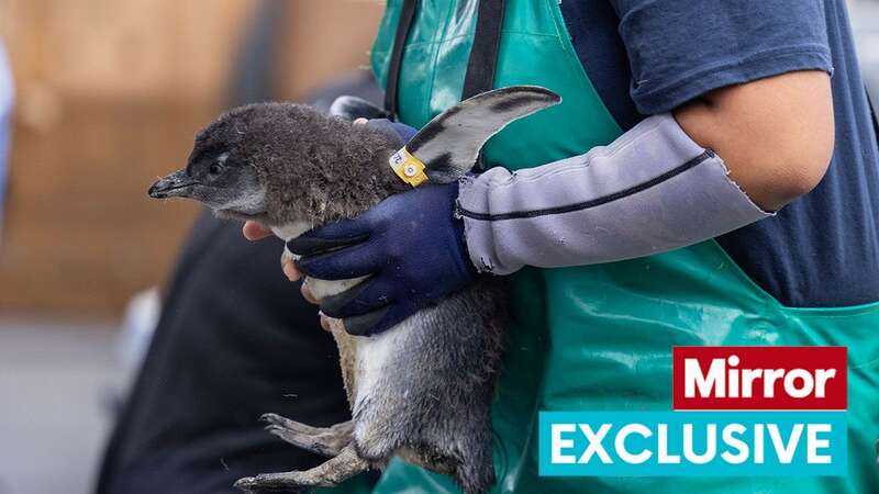 Inside seabird hospital on fighting to save African penguins from extinction