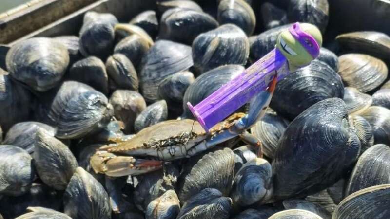 Crab wields Teenage Mutant Ninja Turtles PEZ dispenser to 