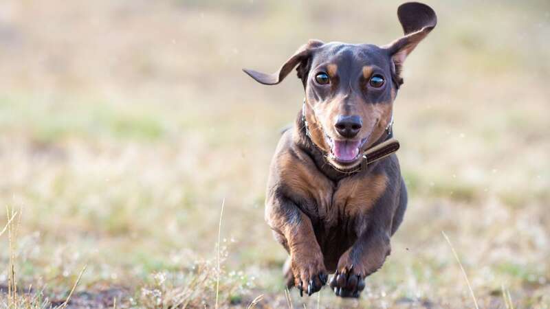 She always corrects him when he uses a fake dog name (stock) (Image: Getty Images)