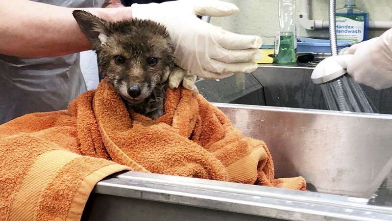 The rescued fox cubs that fell into the deep concrete pits (Image: RSPCA/SWNS)