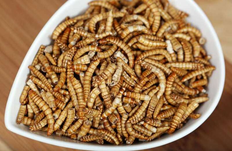 Survey reveals what proportion of Brits would be up for eating insects