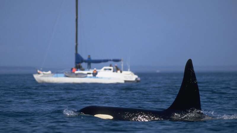 Orcas have been targeting boats in the area since 2020 (Image: Getty Images)