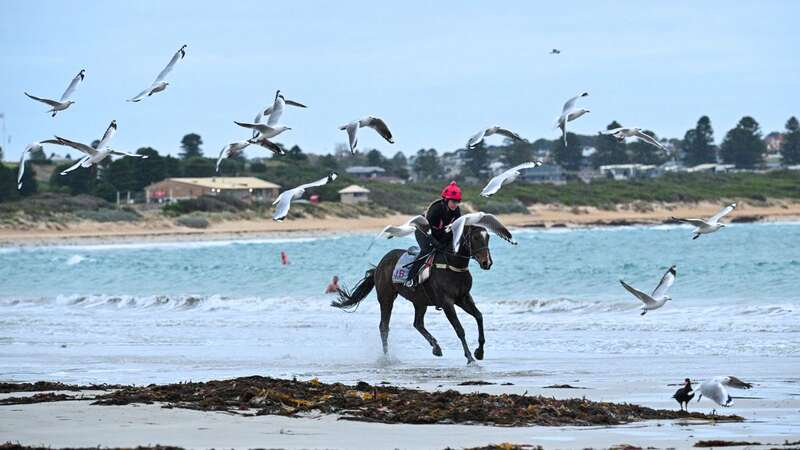 A racehorse which lost its rider on the beach near Warrnambool had to be rescued at sea (Image: Getty Images)