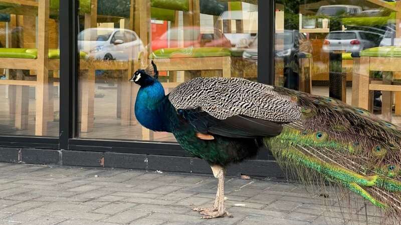 One Burger King in Wales has got an unusual regular visitor... (stock) (Image: Corbis via Getty Images)