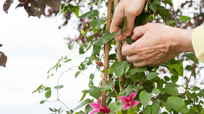 Revamping your garden could be an expensive hobby if your not careful (Image: Getty Images/iStockphoto)